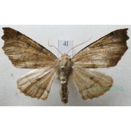 Odontopera bidentata (Clerck, 1759) male Ciośnik dwuzębiak Czech4l